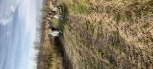 Vând capre metis 50 de bucăți  - imagine 4