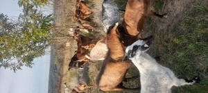 Vând capre metis 50 de bucăți  - imagine 3