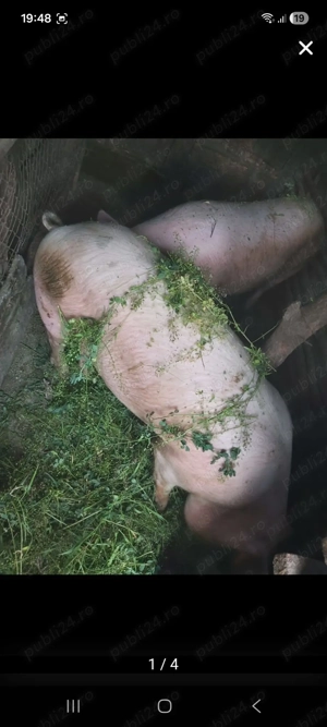 Vând porci  - imagine 2