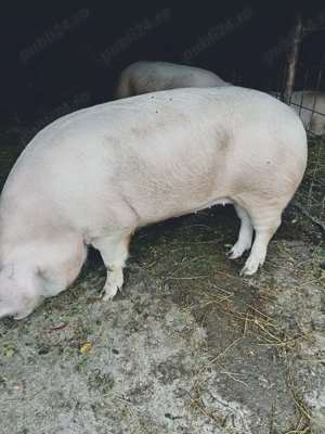 Vând porci 200-230 kg județul Dâmbovița preț negociabil    - imagine 3