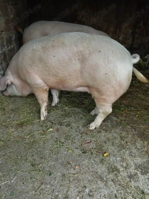 Vând porci 200-230 kg județul Dâmbovița preț negociabil    - imagine 2