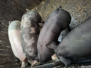 Vând porci carne rasa Petrean,140 150kg - imagine 2