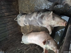 Vând porci carne rasa Petrean,120 140kg