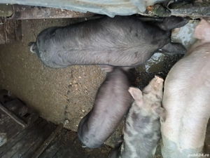 Vând porci carne rasa Petrean,140 150kg - imagine 3
