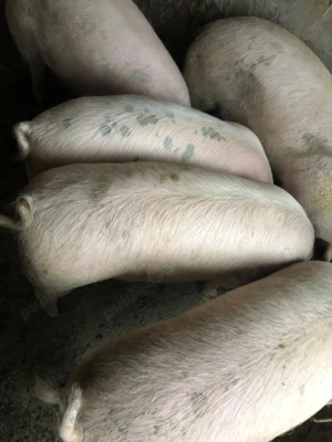 Porci de vânzare  - imagine 3