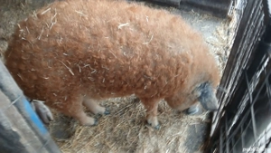 Porc rasa mangalita - imagine 2