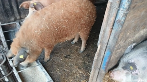 Porc rasa mangalita - imagine 3