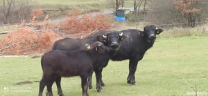 Bivolițe si viței de vânzare 