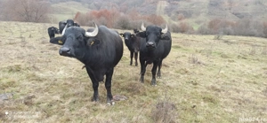 Bivolițe si viței de vânzare  - imagine 2