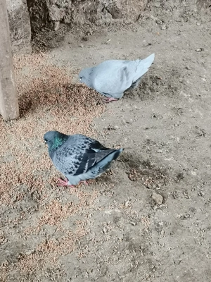 Vând porumbei Kingi foarte productivi - imagine 2