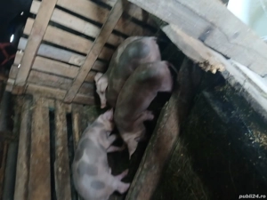 vând purcei  - imagine 2