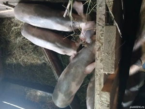 vând purcei  - imagine 3