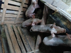 vând purcei  - imagine 4