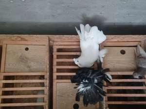 Porumbei ornament  - imagine 3