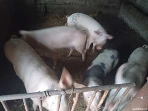 vand porci - imagine 2