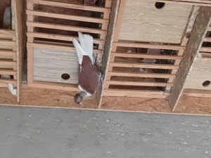 Porumbei ornament  - imagine 2