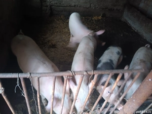 vand porci - imagine 3