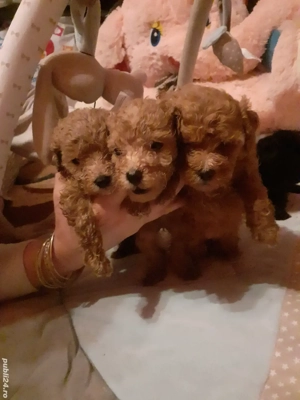 Toy pudel - imagine 2