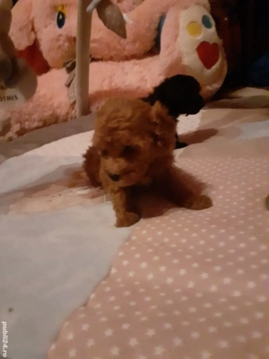 Toy pudel - imagine 5