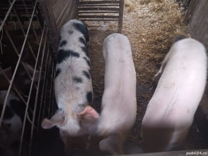 vand porci - imagine 5