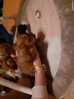 Toy pudel - imagine 4