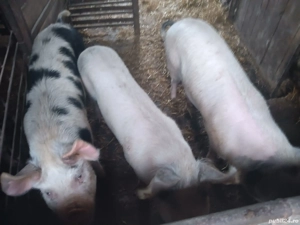 vand porci - imagine 4