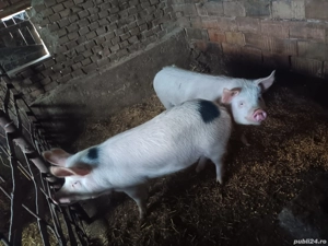 vand porci - imagine 3