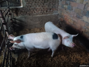 vand porci - imagine 5