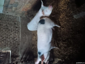 vand porci - imagine 2