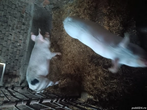 vand porci - imagine 4