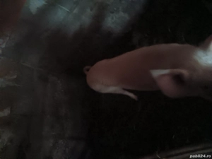 vand porci - imagine 2