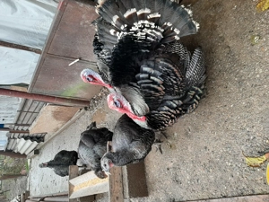 Curcani de țară - imagine 2