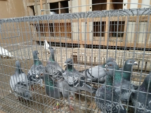 Porumbei de vânzare  - imagine 3