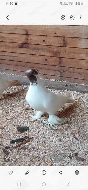 Porumbei de vânzare  - imagine 2