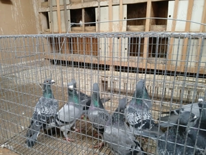 Porumbei de vânzare  - imagine 4