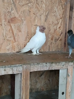 Porumbei de vânzare  - imagine 5