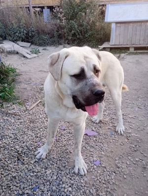 De vânzare Malakli mascul - imagine 2