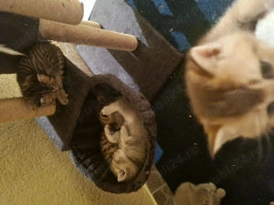 BSH, mama blue, tata golden - imagine 2