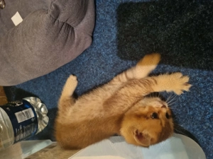 BSH, mama blue, tata golden - imagine 3