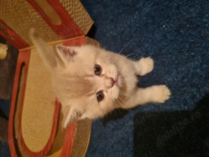 BSH, mama blue, tata golden - imagine 4