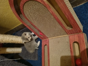 BSH, mama blue, tata golden - imagine 5