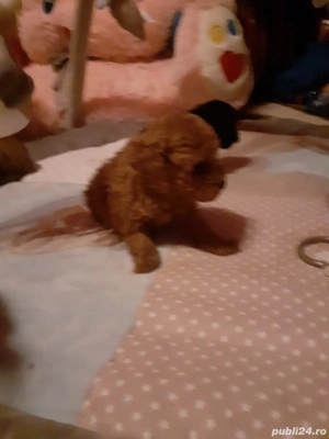 Pudel toy (caniche) - imagine 3