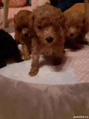 Pudel toy (caniche) - imagine 2