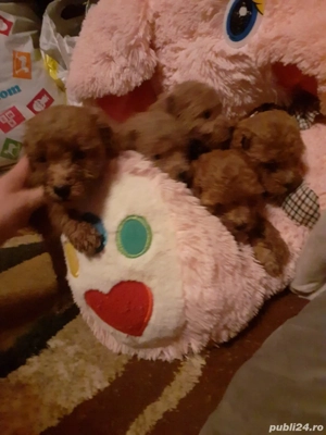 Pudel toy (caniche) - imagine 4