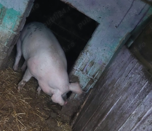 De vânzare 2 Porci sat Humele, com Ungheni,jud Argeș  - imagine 4