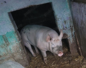 De vânzare 2 Porci sat Humele, com Ungheni,jud Argeș  - imagine 3