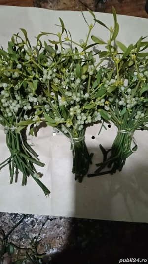 visc de vinzare - imagine 2