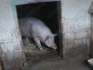 De vânzare 2 Porci sat Humele, com Ungheni,jud Argeș  - imagine 2