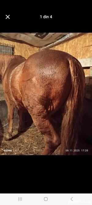 vand cal castrat! - imagine 4