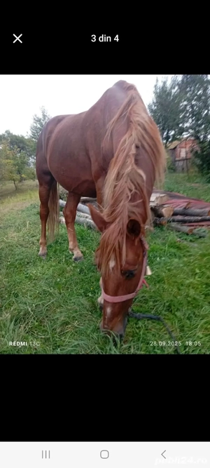 vand cal castrat! - imagine 2